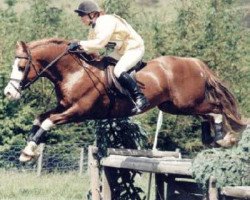 horse Ogwr Prys (Welsh-Cob (Sek. D), 1990, from Nebo Daniel)