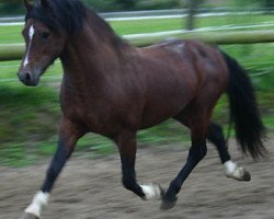 horse Nebo Rustler (Welsh-Cob (Sek. C), 2000, from Nebo Daniel)