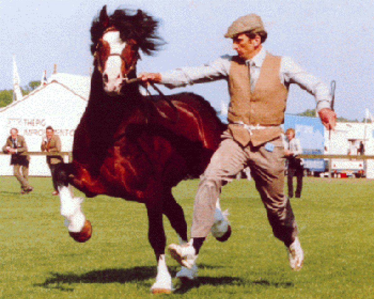 Deckhengst Nebo Prince (Welsh-Cob (Sek. D), 1980, von Nebo Daniel)