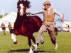 stallion Nebo Prince (Welsh-Cob (Sek. D), 1980, from Nebo Daniel)