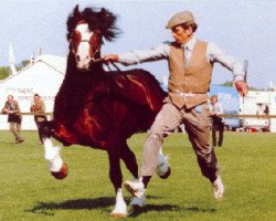 Deckhengst Nebo Prince (Welsh-Cob (Sek. D), 1980, von Nebo Daniel)