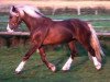 stallion Nebo General Pride (Welsh-Cob (Sek. D), 2001, from Nebo Daniel)