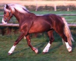 Deckhengst Nebo General Pride (Welsh-Cob (Sek. D), 2001, von Nebo Daniel)