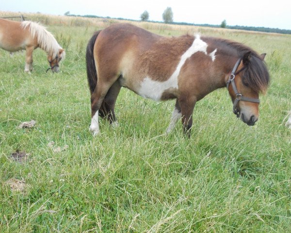 Pferd Berry vom Rehgraben (Shetland Pony (unter 87 cm), 2014, von Braveheart of Dream Fields)