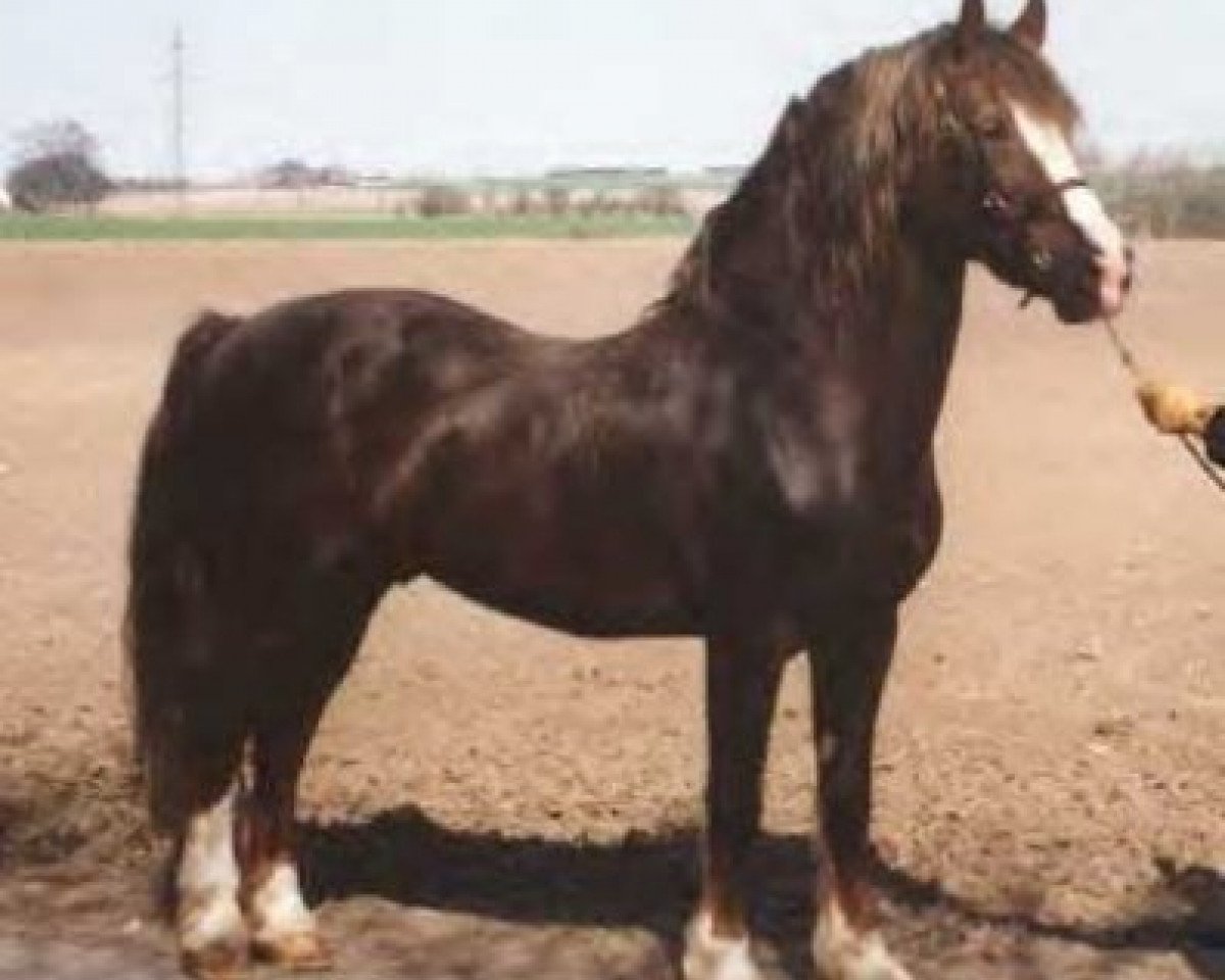Deckhengst Nebo Celebration (Welsh-Cob (Sek. D), 1982, von Nebo Daniel)