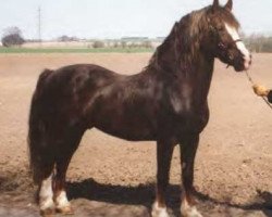 stallion Nebo Celebration (Welsh-Cob (Sek. D), 1982, from Nebo Daniel)