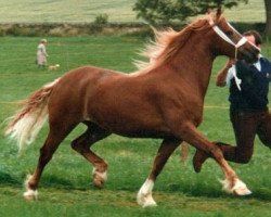 Zuchtstute Menai Sparkling Lady (Welsh-Cob (Sek. D), 1982, von Nebo Daniel)