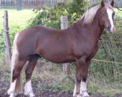 Pferd Ilar Winston (Welsh-Cob (Sek. D), 2001, von Nebo Daniel)