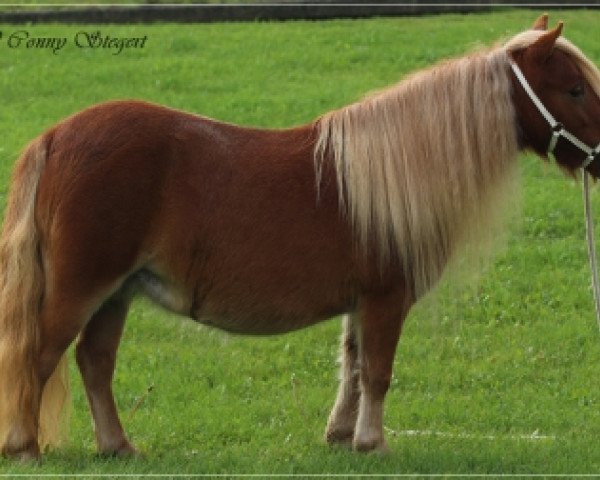 broodmare Pauline vom Rehgraben (Shetland pony (under 87 cm), 2011, from Alie-b van het Olde Hok)