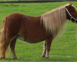 broodmare Pauline vom Rehgraben (Shetland pony (under 87 cm), 2011, from Alie-b van het Olde Hok)