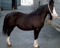 Zuchtstute Ilar Catrin (Welsh-Cob (Sek. C), 1993, von Nebo Daniel)