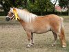 broodmare Paula vom Rehgraben (Shetland pony (under 87 cm),  , from Almnas Good Luck)