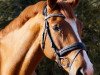 dressage horse Flika van 't Gestelhof (Belgian Warmblood, 2005, from Warkant van het Gestelhof)