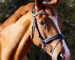 dressage horse Flika van 't Gestelhof (Belgian Warmblood, 2005, from Warkant van het Gestelhof)