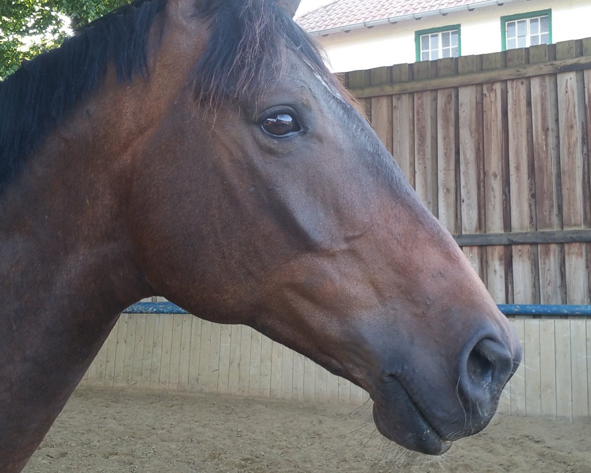 dressage horse Anders (Trakehner, 2007, from Imperio 3)