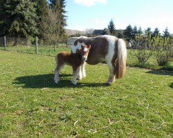 stallion Terex von Repgow (Shetland pony (under 87 cm), 2015, from Theseus)