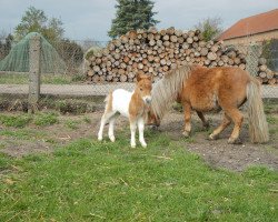 Deckhengst Rambo von Repgow (Shetland Pony (unter 87 cm), 2015, von Rosso)