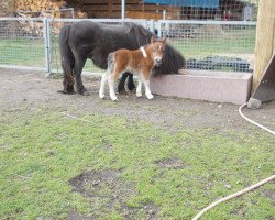 stallion Rosin von Repgow (Shetland pony (under 87 cm), 2015, from Rosso)