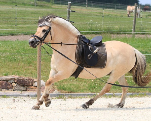 Zuchtstute Lærke Halsnæs (Fjordpferd, 2006, von Eminent Halsnæs)