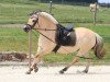 broodmare Lærke Halsnæs (Fjord Horse, 2006, from Eminent Halsnæs)