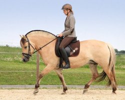 broodmare Lavina LGKS (Fjord Horse, 2008, from Valør Halsnæs)