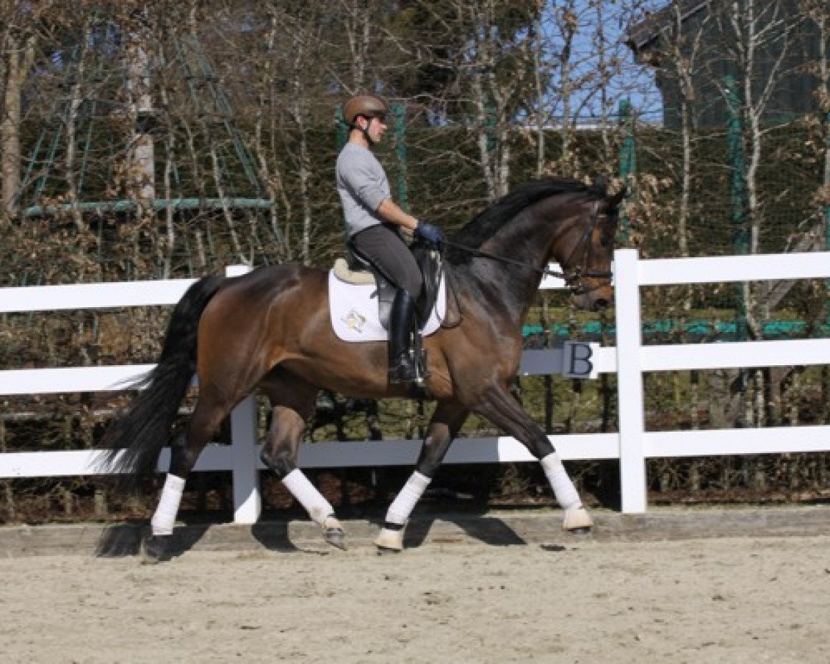 Dressurpferd Leandre 2 (Rheinländer, 2011, von Lord Lucifer)