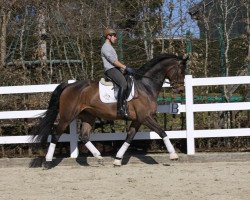 dressage horse Leandre 2 (Rhinelander, 2011, from Lord Lucifer)