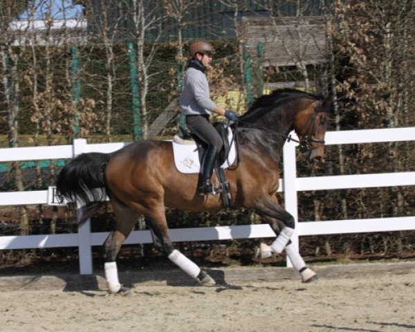 dressage horse Luchia (Rhinelander, 2010, from Lord Lucifer)