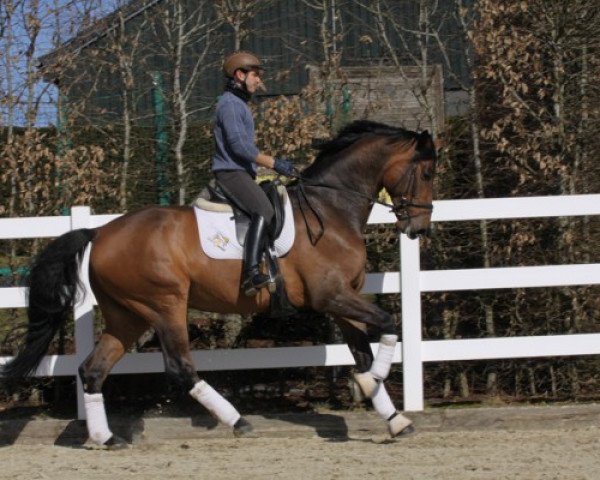 Pferd Leo 605 (Rheinländer, 2010, von Louis le Bon)