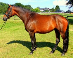 broodmare Lanciana (Rhinelander, 2006, from Lord Loxley I)