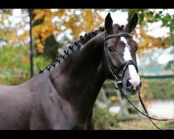 dressage horse Licodymas (Oldenburger, 2008, from Licotus)