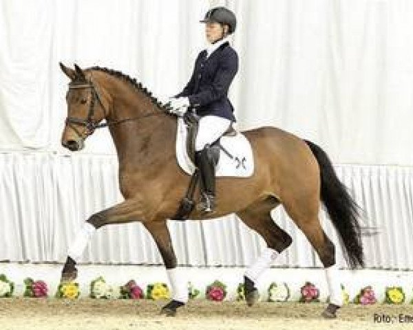 dressage horse Liara (Rhinelander, 2009, from Lord Loxley I)