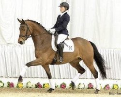 dressage horse Liara (Rhinelander, 2009, from Lord Loxley I)