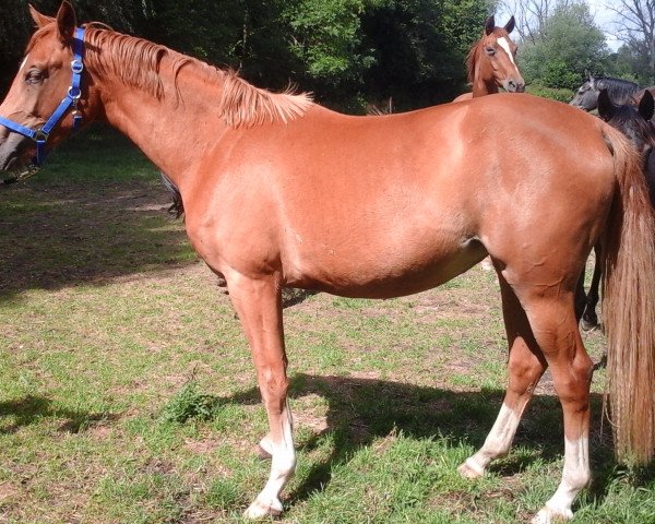 horse Lascada (German Sport Horse, 2013, from Limasol)