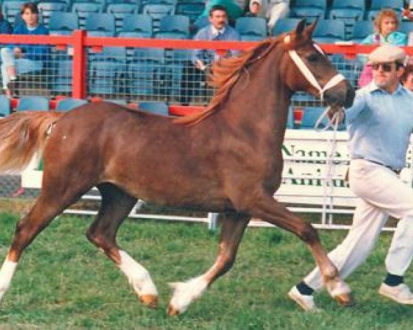 broodmare Menai Sparkling Duchess (Welsh-Cob (Sek. D), 1985, from Nebo Daniel)