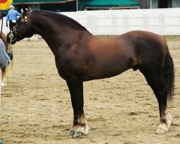 Pferd Menai The Warrior (Welsh-Cob (Sek. D), 1992, von Maesmynach Viking Warrior)