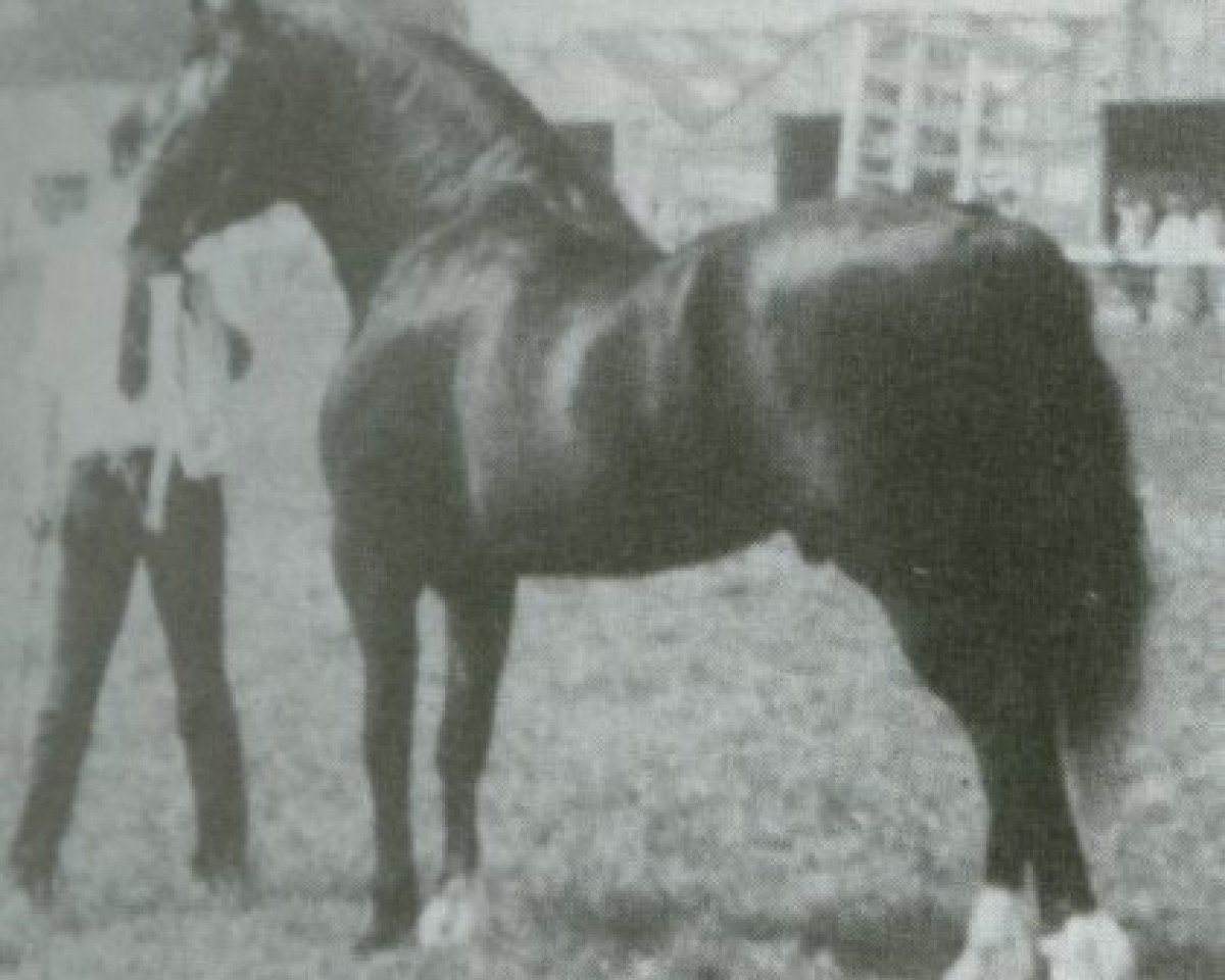 Deckhengst Maesmynach Flyer (Welsh-Cob (Sek. D), 1981, von Llanarth (E) Black Magic)