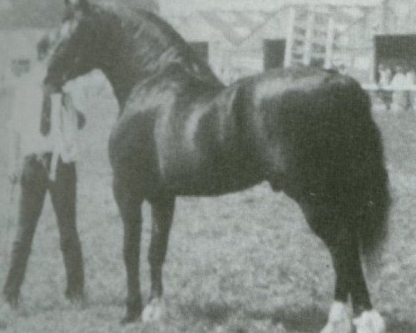 stallion Maesmynach Flyer (Welsh-Cob (Sek. D), 1981, from Llanarth (E) Black Magic)