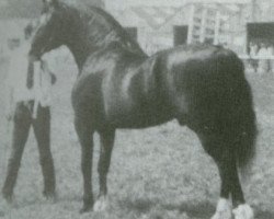 stallion Maesmynach Flyer (Welsh-Cob (Sek. D), 1981, from Llanarth (E) Black Magic)