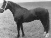 stallion Llanarth (E) Black Magic (Welsh-Cob (Sek. D), 1969, from Derwen Black Magic)
