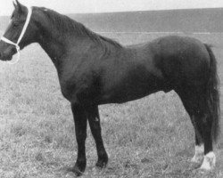 stallion Llanarth (E) Black Magic (Welsh-Cob (Sek. D), 1969, from Derwen Black Magic)