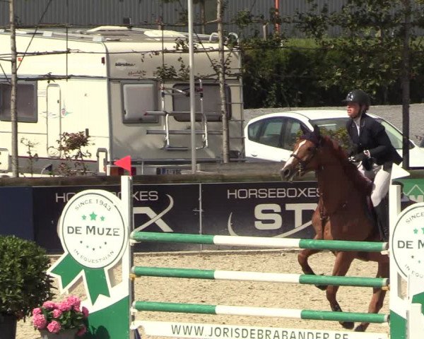 GOLDLEAGUE Lier - CS N 6323 - Azelhof