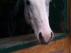 dressage horse Caballero 101 (German Riding Pony, 2008, from Joldis Charmant)