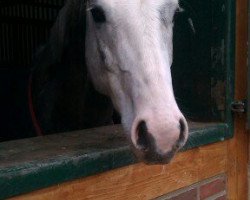 dressage horse Caballero 101 (German Riding Pony, 2008, from Joldis Charmant)