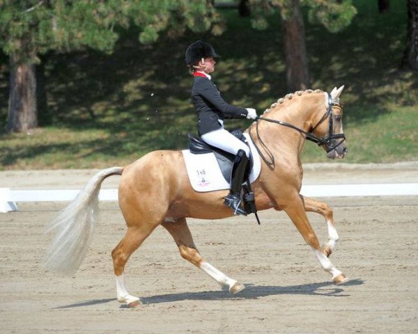 stallion Danilo 80 (German Riding Pony, 2003, from Dornik B)