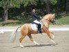stallion Danilo 80 (German Riding Pony, 2003, from Dornik B)