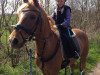 dressage horse Viscount's Boy (German Riding Pony, 2000, from Viscount)