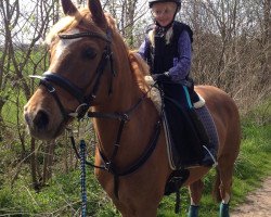 dressage horse Viscount's Boy (German Riding Pony, 2000, from Viscount)