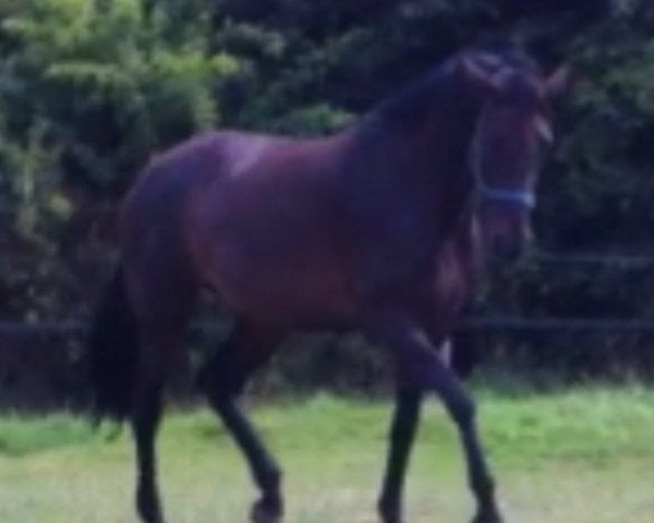 broodmare Emotion 22 (Oldenburg, 2004, from Sunny-Boy)