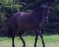 broodmare Emotion 22 (Oldenburg, 2004, from Sunny-Boy)